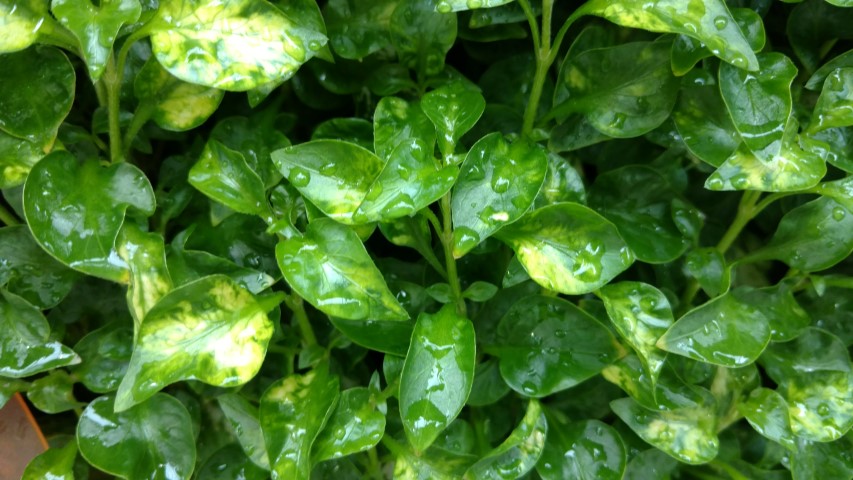 Alternanthera ficoidea plantplacesimage20170102_113249.jpg