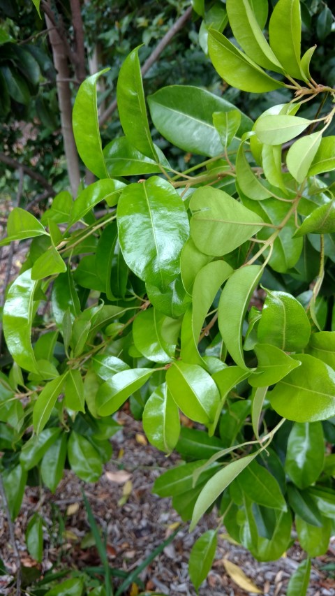 Diospyros ferrea plantplacesimage20170102_121302.jpg