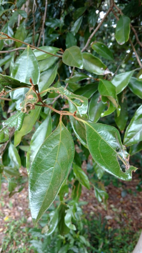 Elaeagnus triflora plantplacesimage20170102_121355.jpg