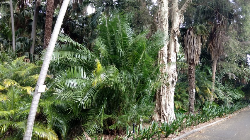 Phoenix pusilla plantplacesimage20170102_123432.jpg