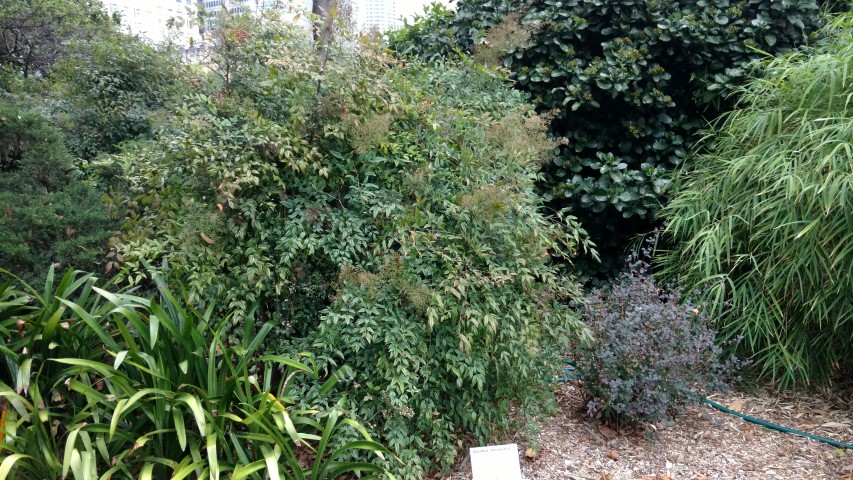 Nandina domestica plantplacesimage20170102_183600.jpg