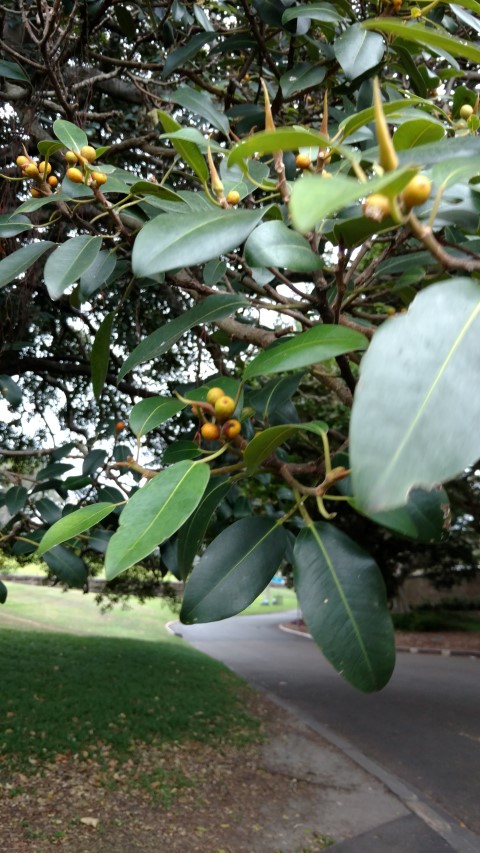 Ficus rubiginosa plantplacesimage20170102_184112.jpg