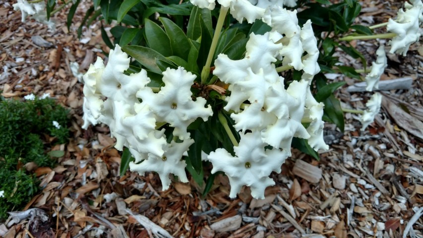 Brunfelsia undulata plantplacesimage20170104_195537.jpg