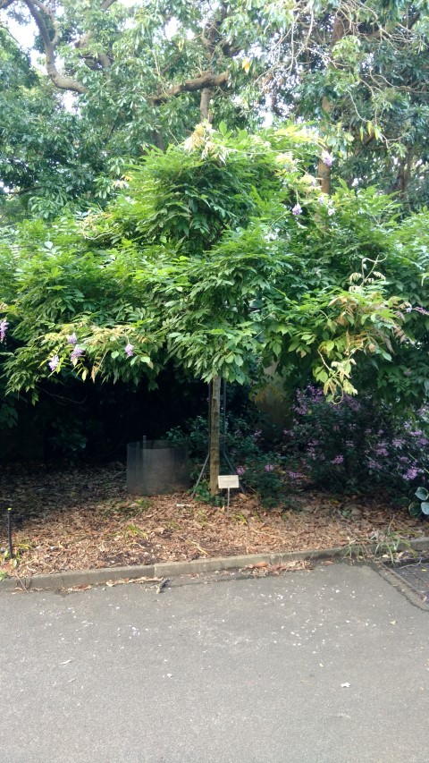 Wisteria sinensis plantplacesimage20170106_192438.jpg