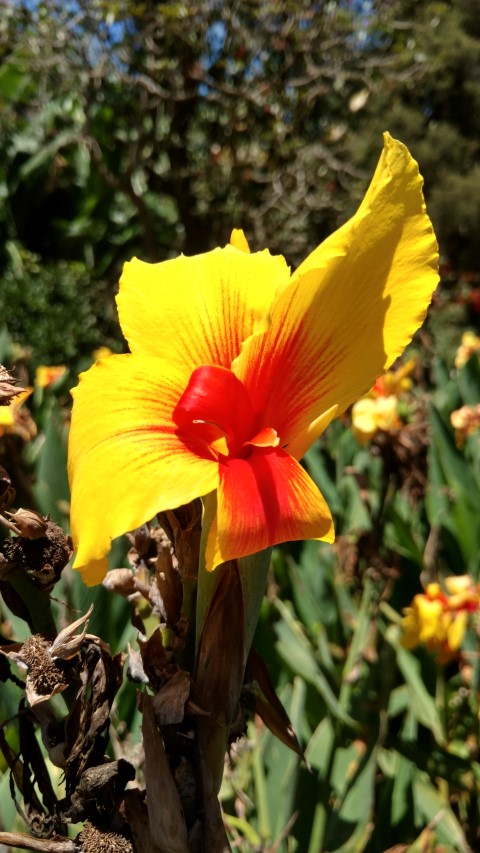 Canna x generalis plantplacesimage20170107_141726.jpg