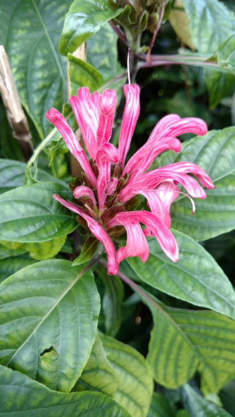 Justicia carnea plantplacesimage20170108_130838.jpg