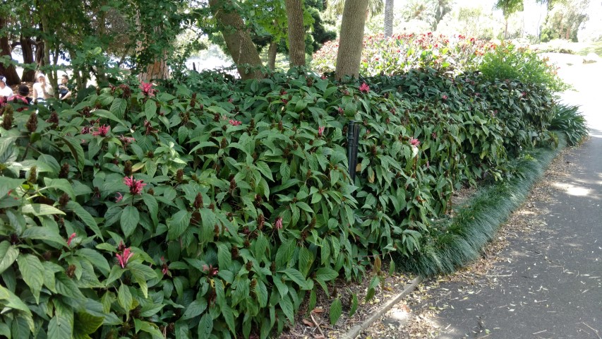 Justicia carnea plantplacesimage20170108_130909.jpg