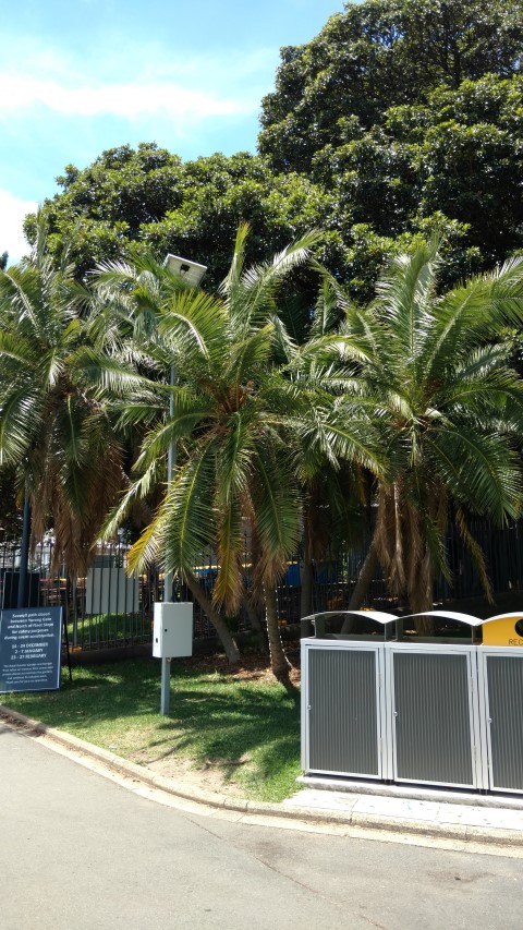 Phoenix reclinata plantplacesimage20170108_132322.jpg