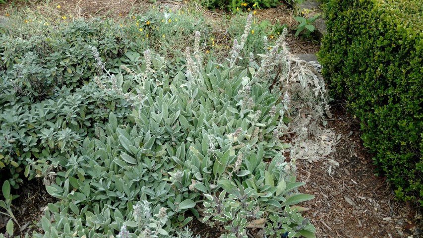 Stachys lanata plantplacesimage20170108_164839.jpg