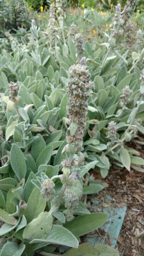 Stachys lanata plantplacesimage20170108_164852.jpg