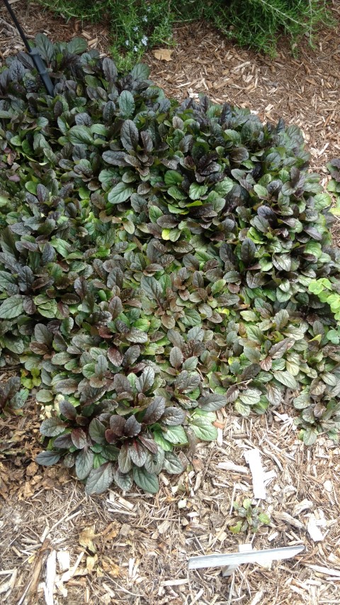 Ajuga reptans plantplacesimage20170108_165008.jpg