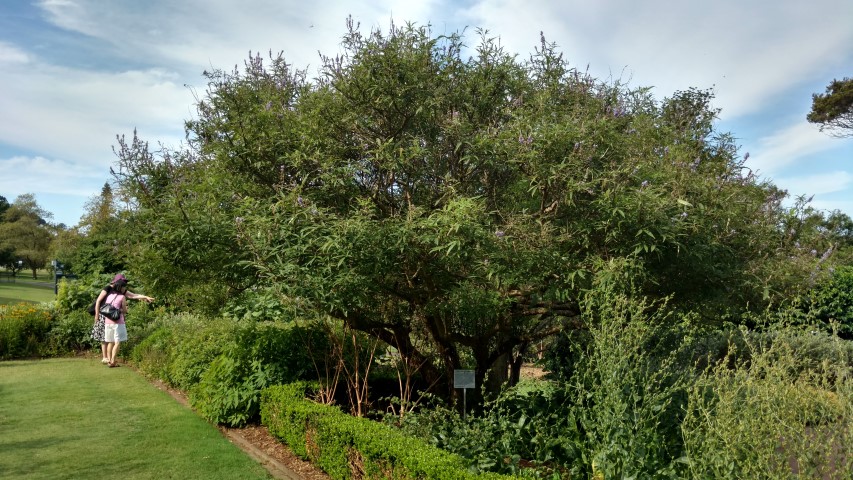 Vitex agnus-castus plantplacesimage20170108_165409.jpg