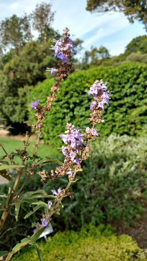Vitex agnus-castus plantplacesimage20170108_170646.jpg