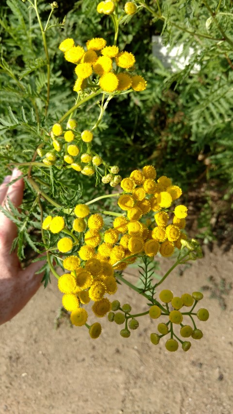 Tanacetum vulgaris plantplacesimage20170108_171033.jpg