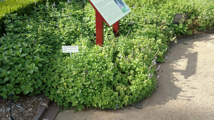 Plectranthus neochilus plantplacesimage20170108_171149.jpg
