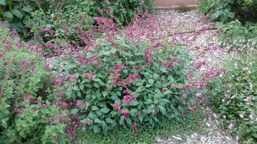 Salvia plantplacesimage20170108_175652.jpg