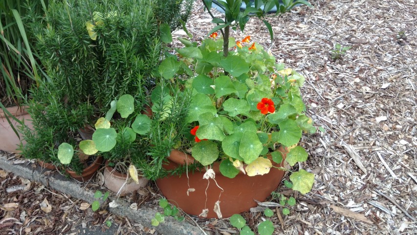 Tropaeolum spp plantplacesimage20170108_182613.jpg