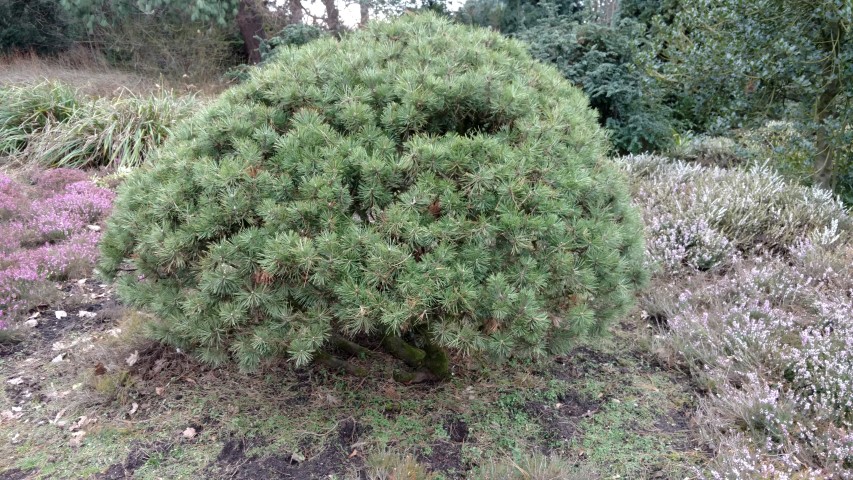 Pinus mugo plantplacesimage20170225_134626.jpg
