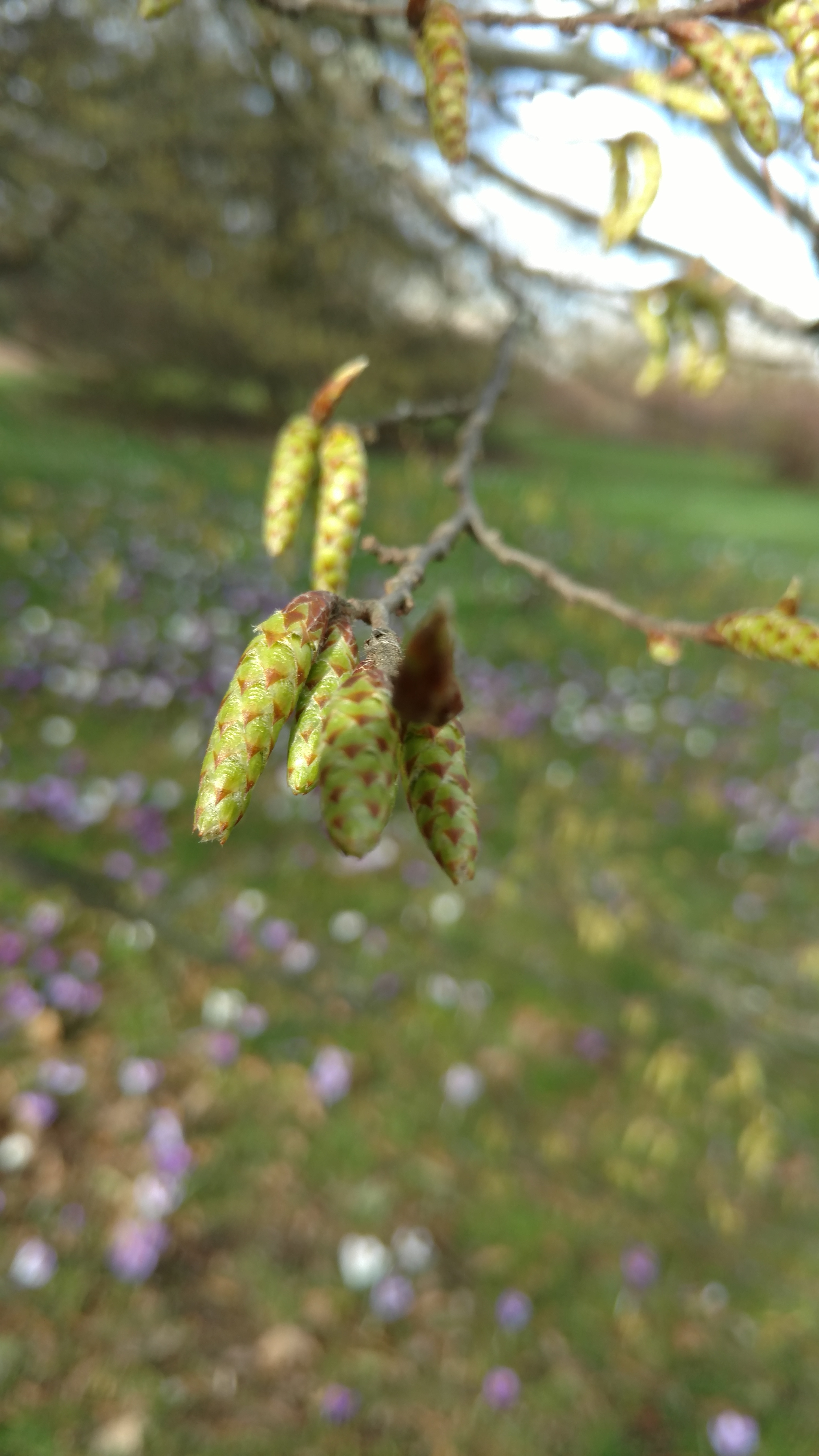 Carpinus betulus plantplacesimage20170304_143154.jpg