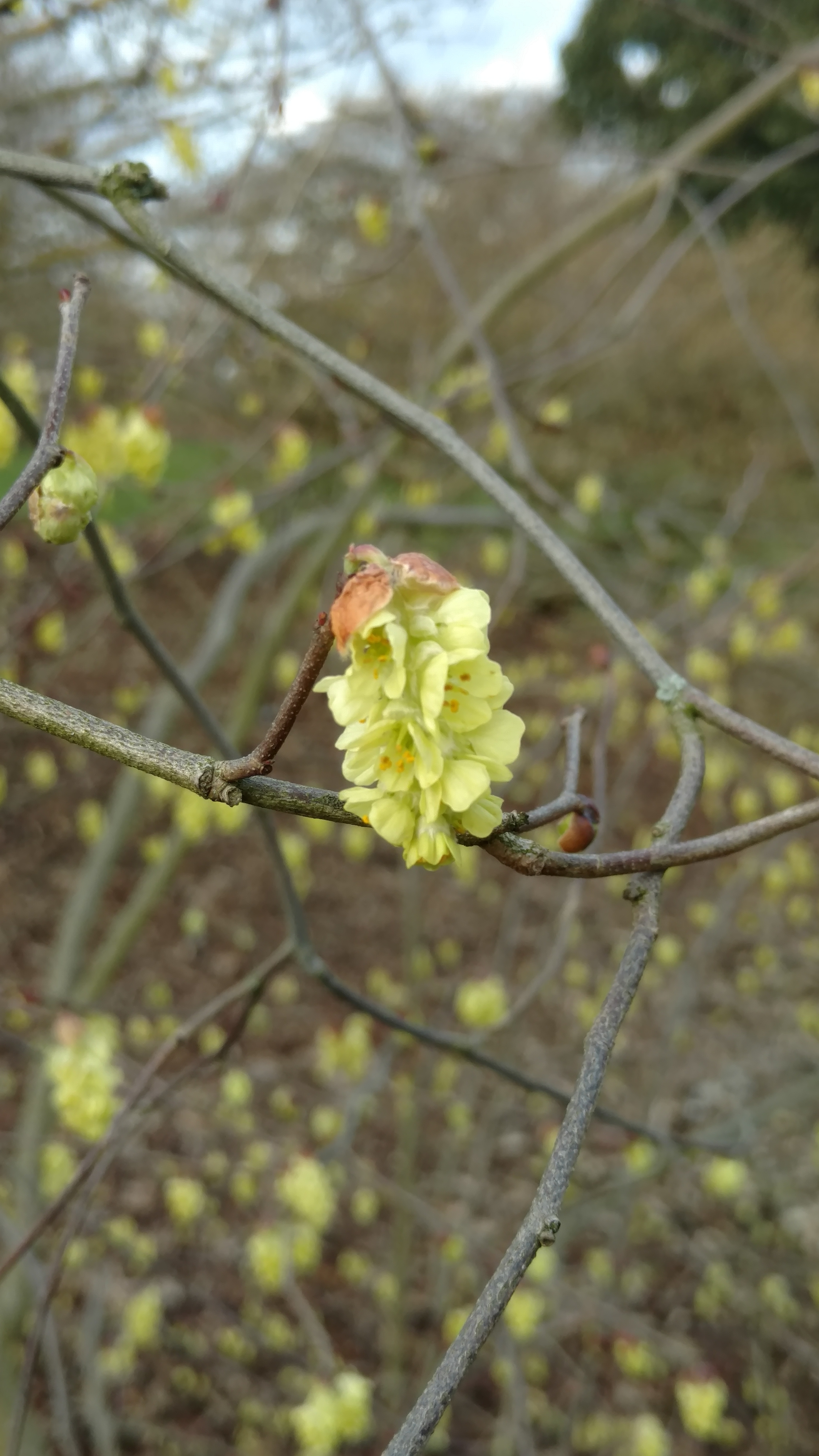 Corylopis sinensis plantplacesimage20170304_144213.jpg