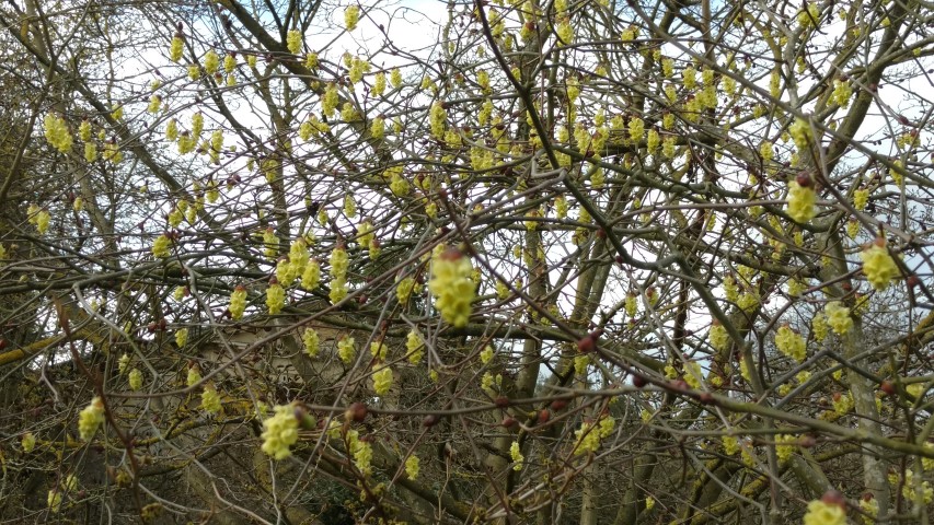 Corylopis sinensis plantplacesimage20170304_144239.jpg