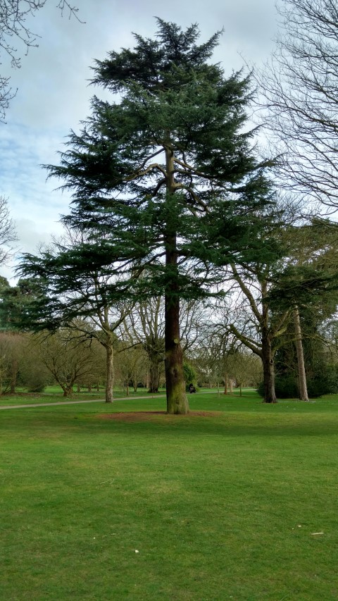Cedrus deodara plantplacesimage20170304_150422.jpg
