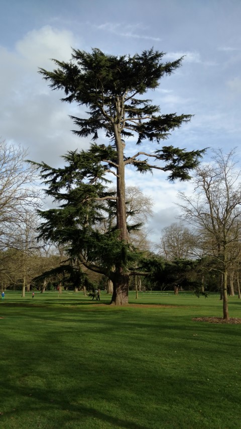 Cedrus deodara plantplacesimage20170304_151433.jpg