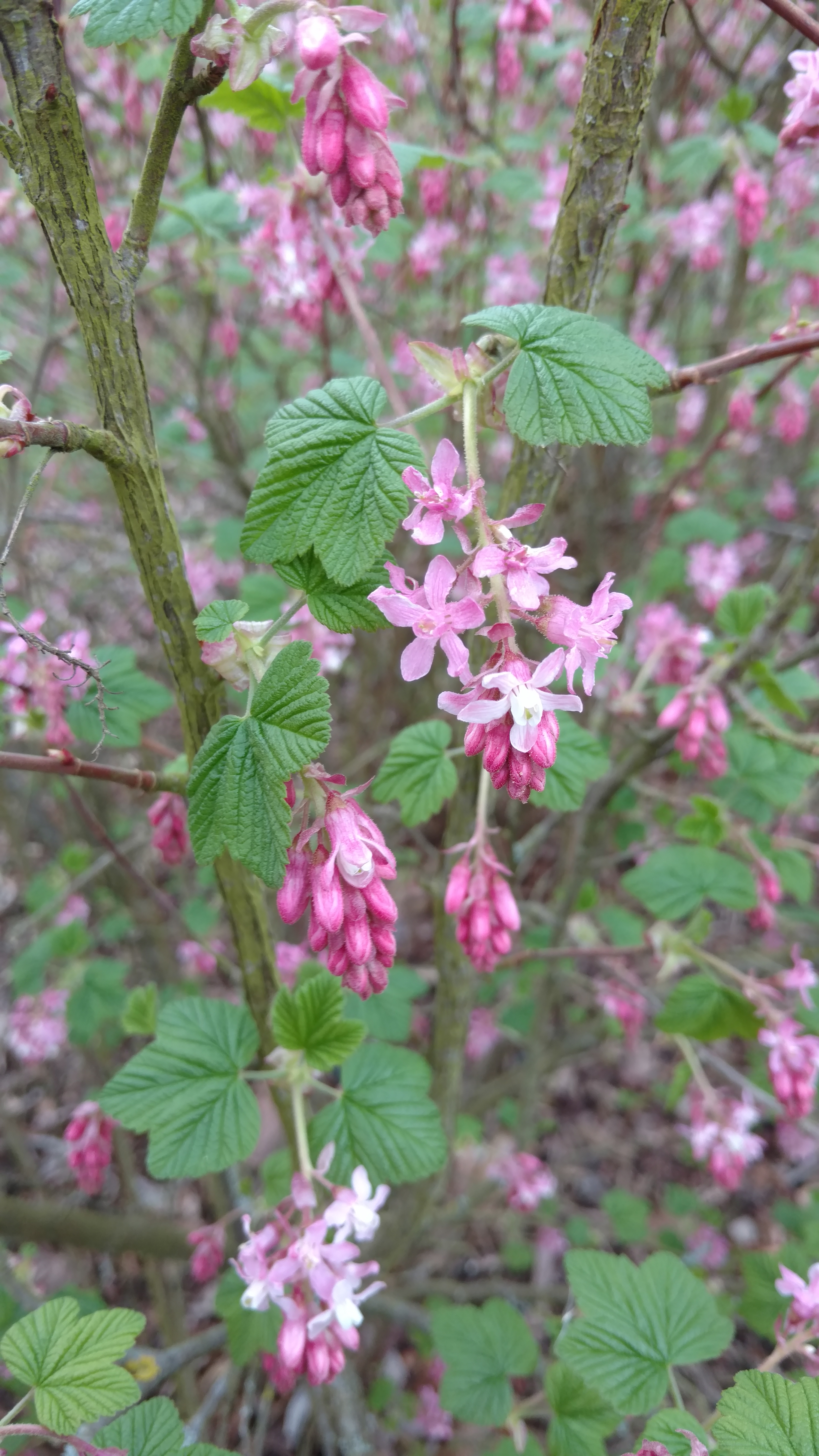 Ribes sanguineum plantplacesimage20170304_160234.jpg
