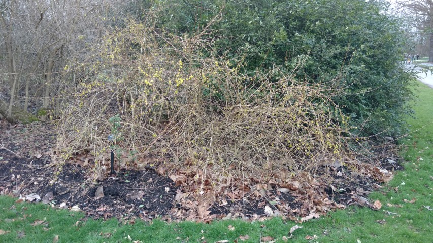 Forsythia suspensa plantplacesimage20170304_162804.jpg