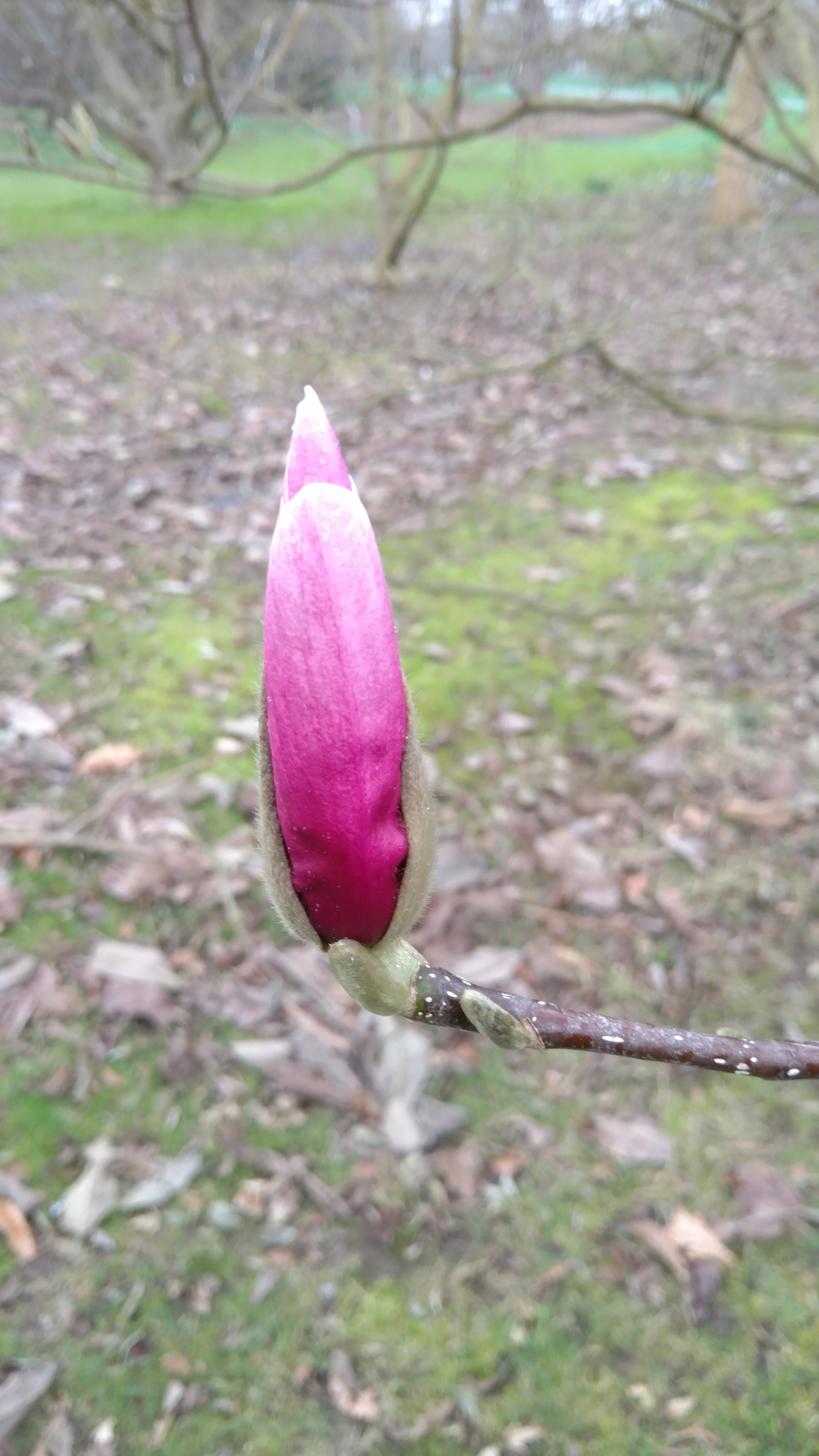Magnolia spp plantplacesimage20170304_164601.jpg