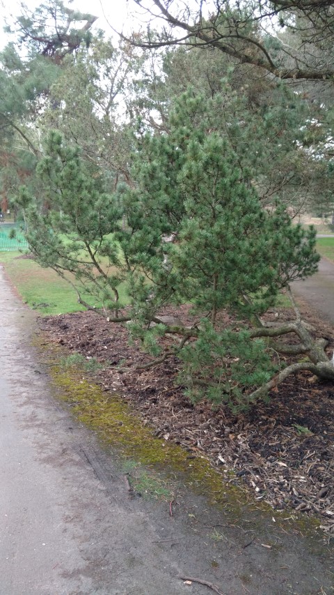 Pinus mugo plantplacesimage20170304_172416.jpg