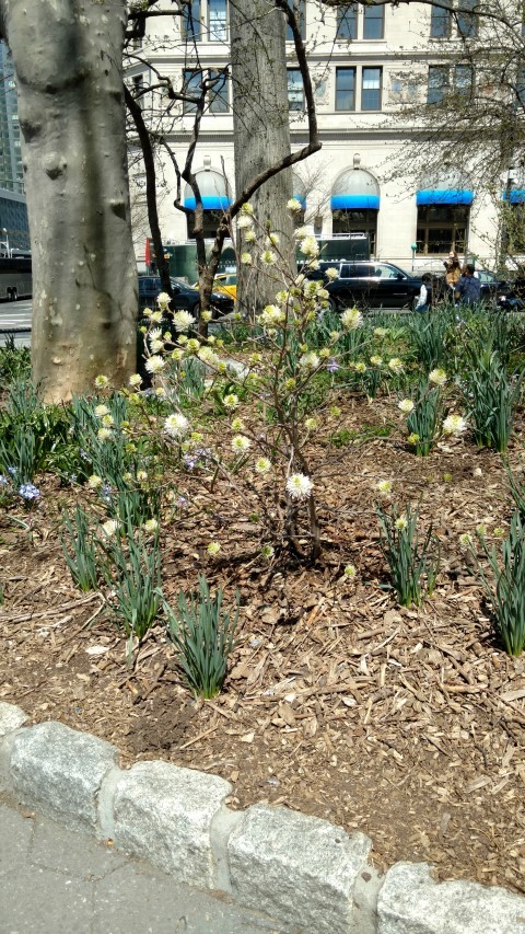 Fothergilla gardenii plantplacesimage20170414_132220.jpg