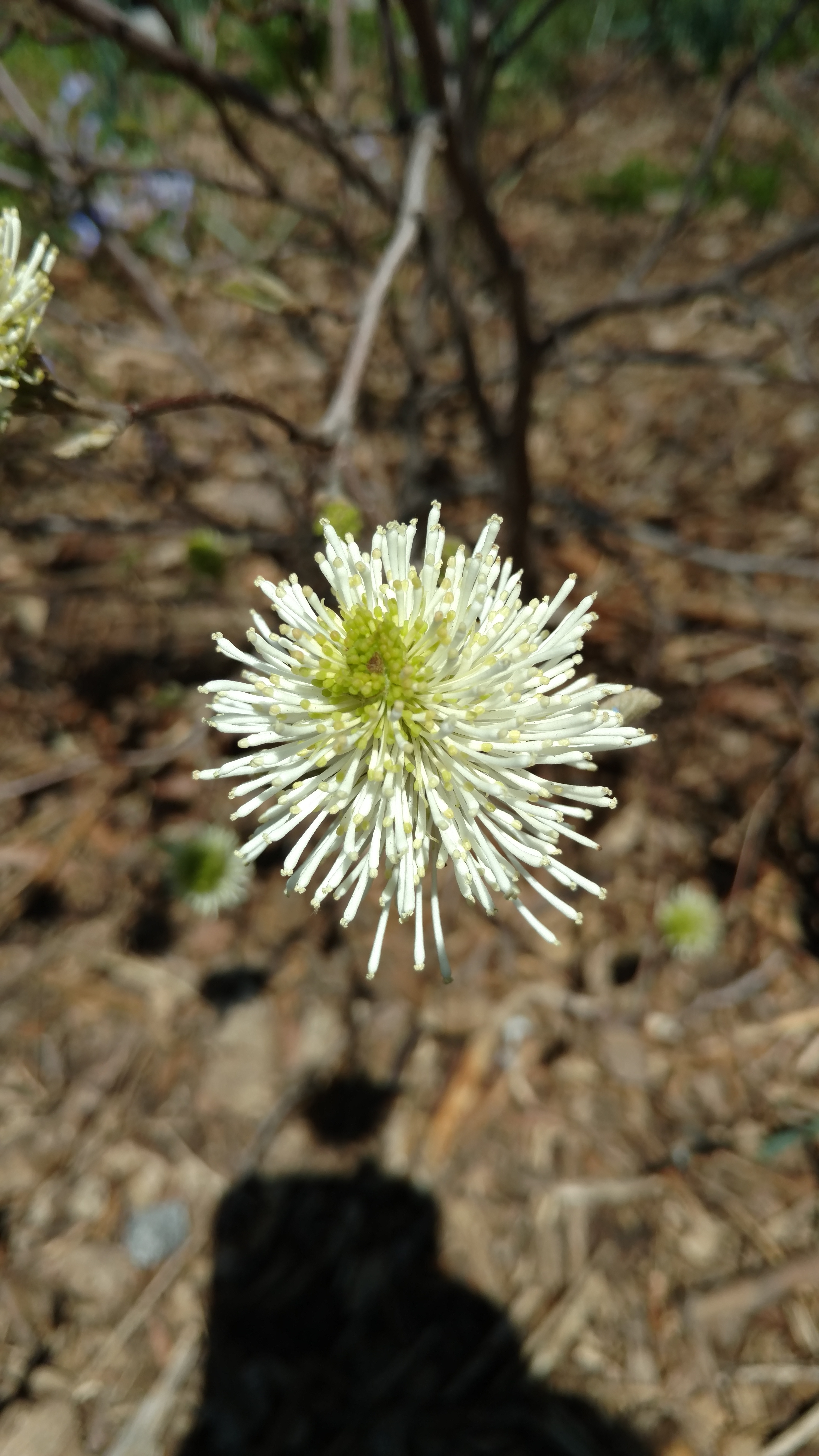 Fothergilla gardenii plantplacesimage20170414_132235.jpg