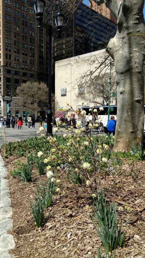 Fothergilla gardenii plantplacesimage20170414_132250.jpg