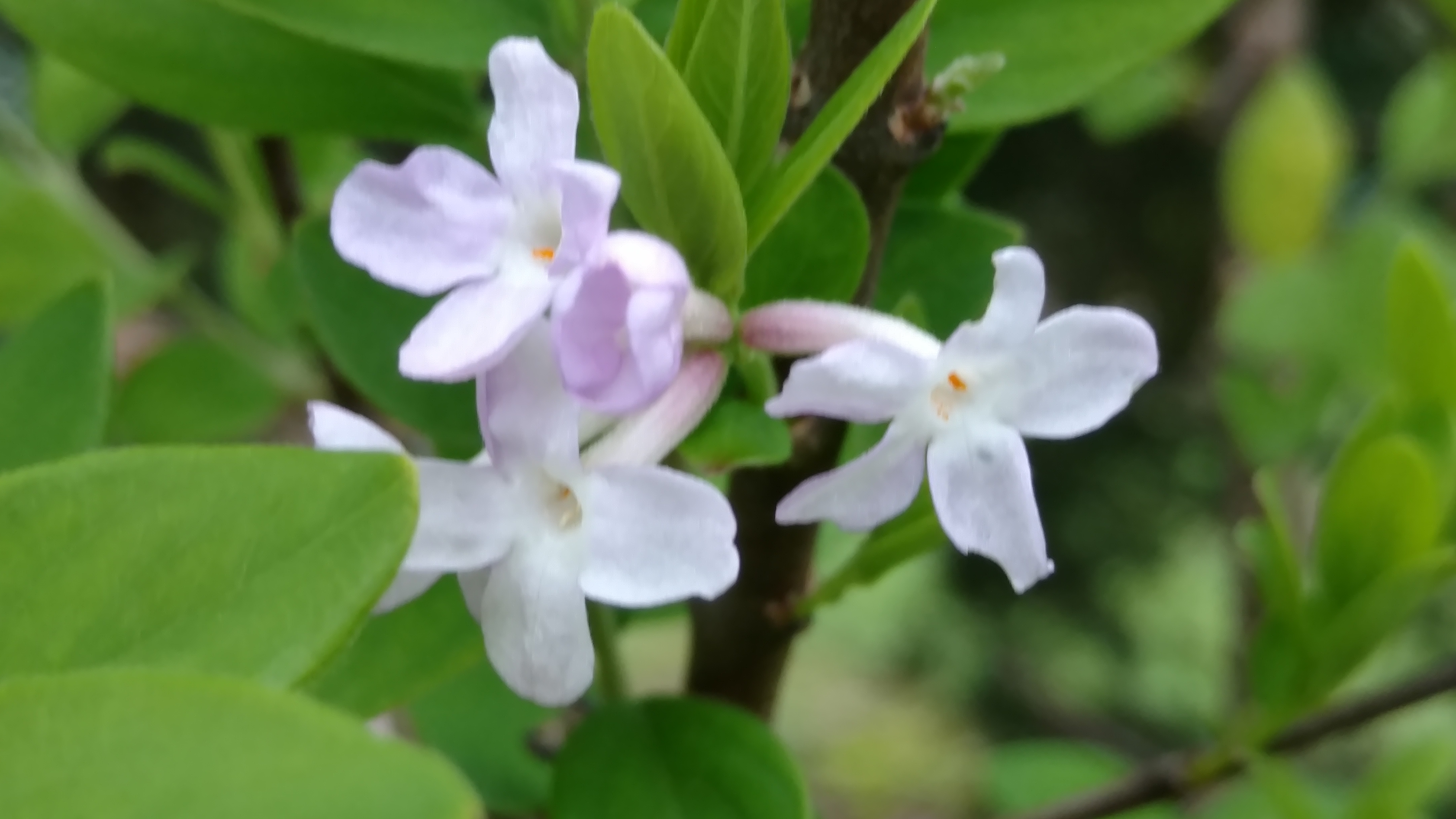 Daphne genkwa plantplacesimage20170427_180302.jpg