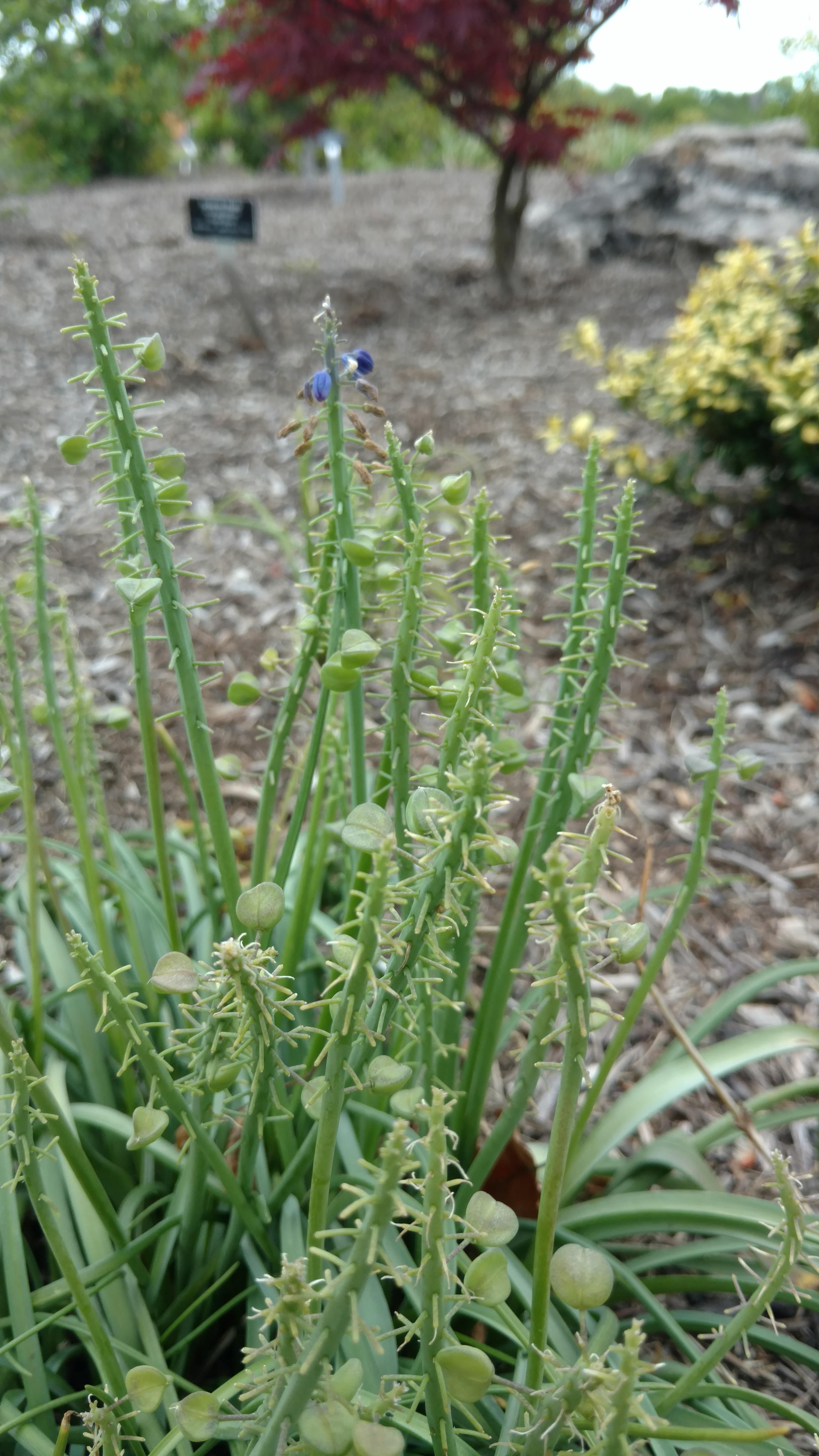 Ilex crenata plantplacesimage20170427_180433.jpg