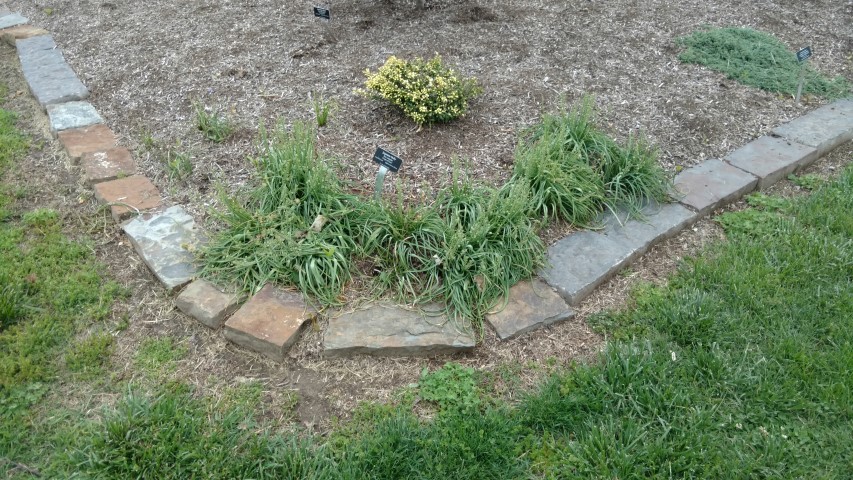 Ilex crenata plantplacesimage20170427_180443.jpg