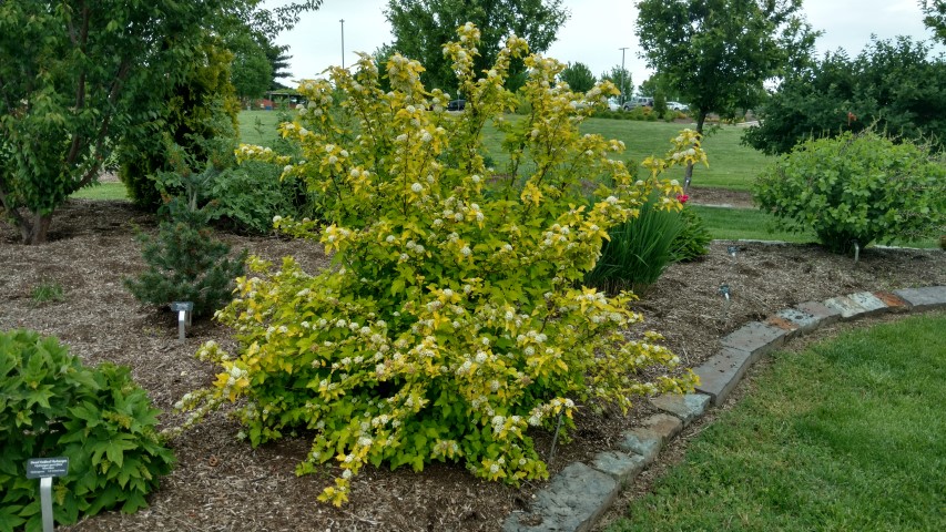 Physocarpus opulifolius plantplacesimage20170427_180630.jpg