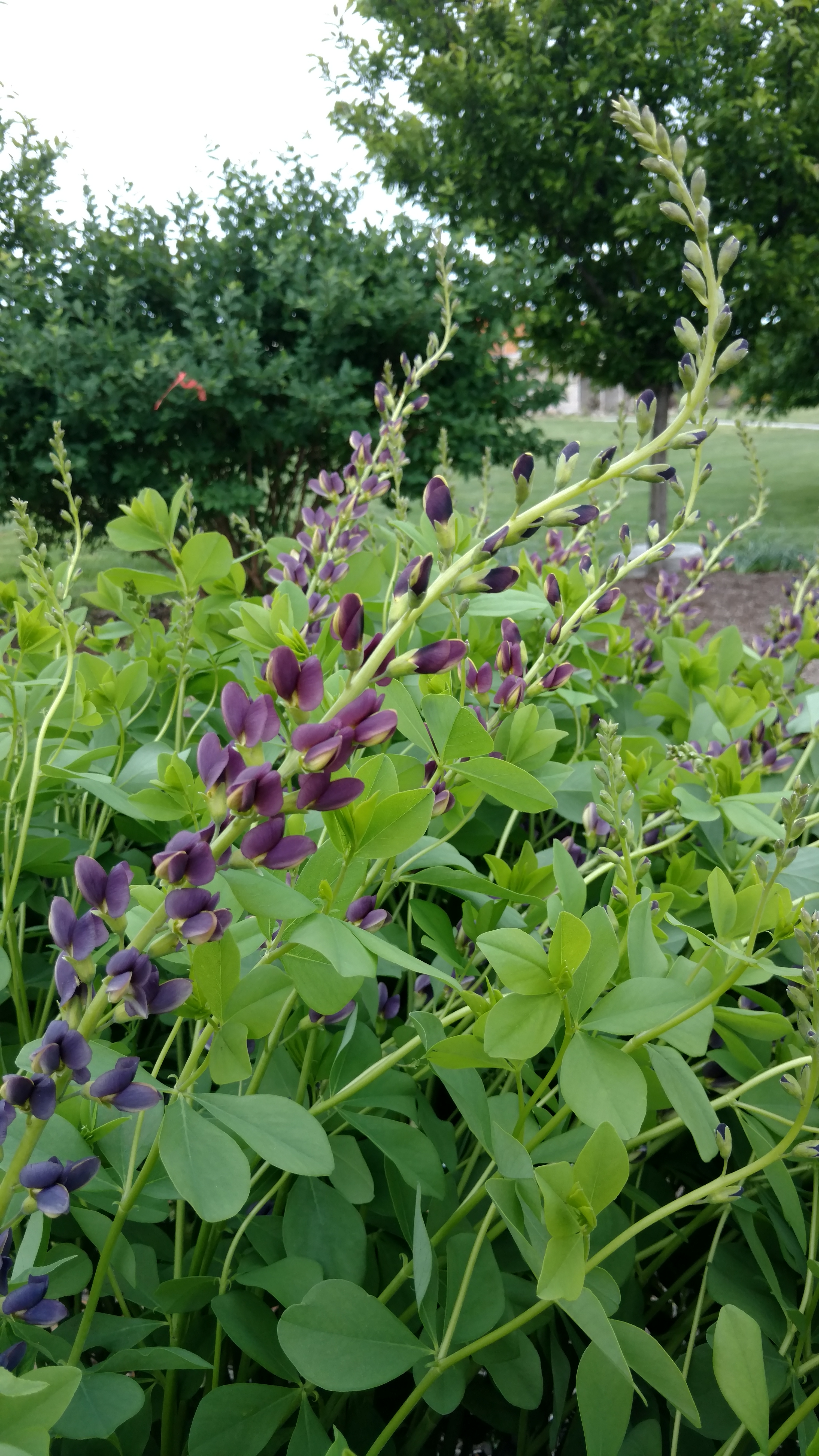 Baptisia plantplacesimage20170427_180834.jpg