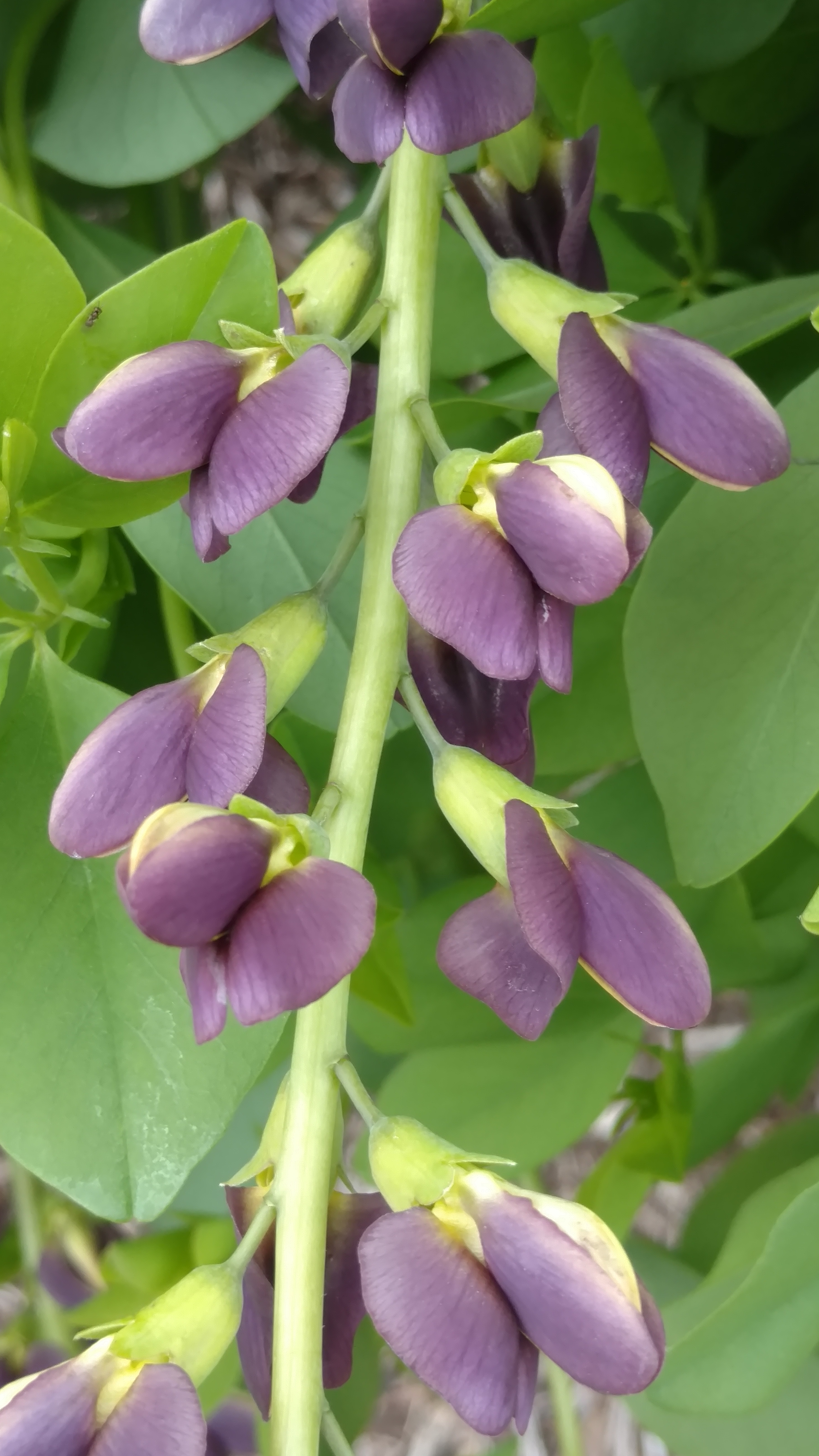 Baptisia plantplacesimage20170427_180849.jpg
