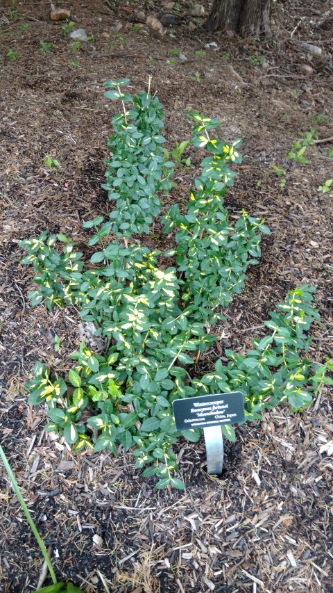 Euonymus fortunei plantplacesimage20170427_182657.jpg