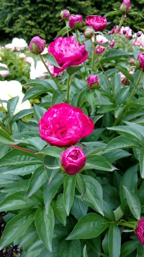 Paeonia lactiflora plantplacesimage20170427_185630.jpg