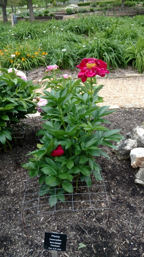 Paeonia lactiflora plantplacesimage20170427_190002.jpg