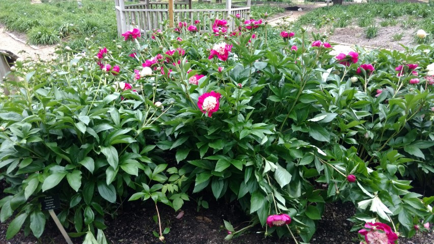 Paeonia lactiflora plantplacesimage20170427_191003.jpg