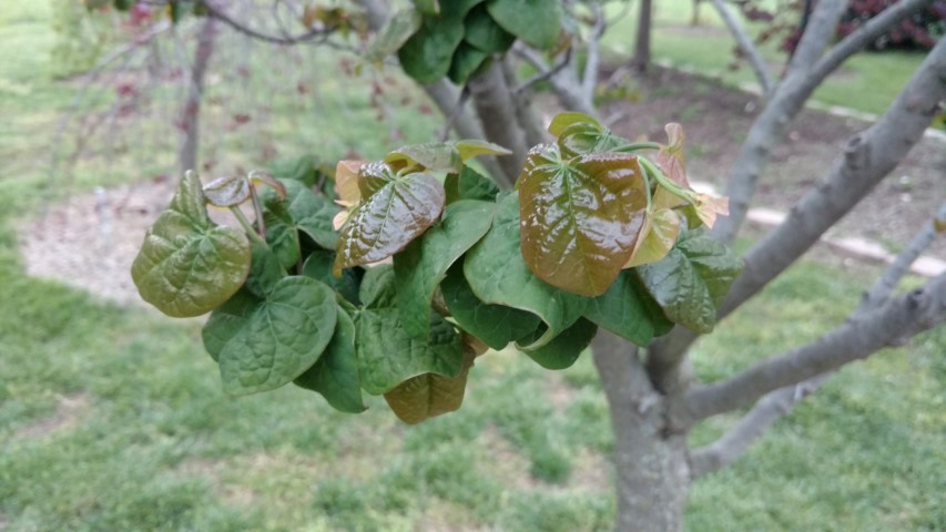 Cercis canadensis plantplacesimage20170427_194946.jpg