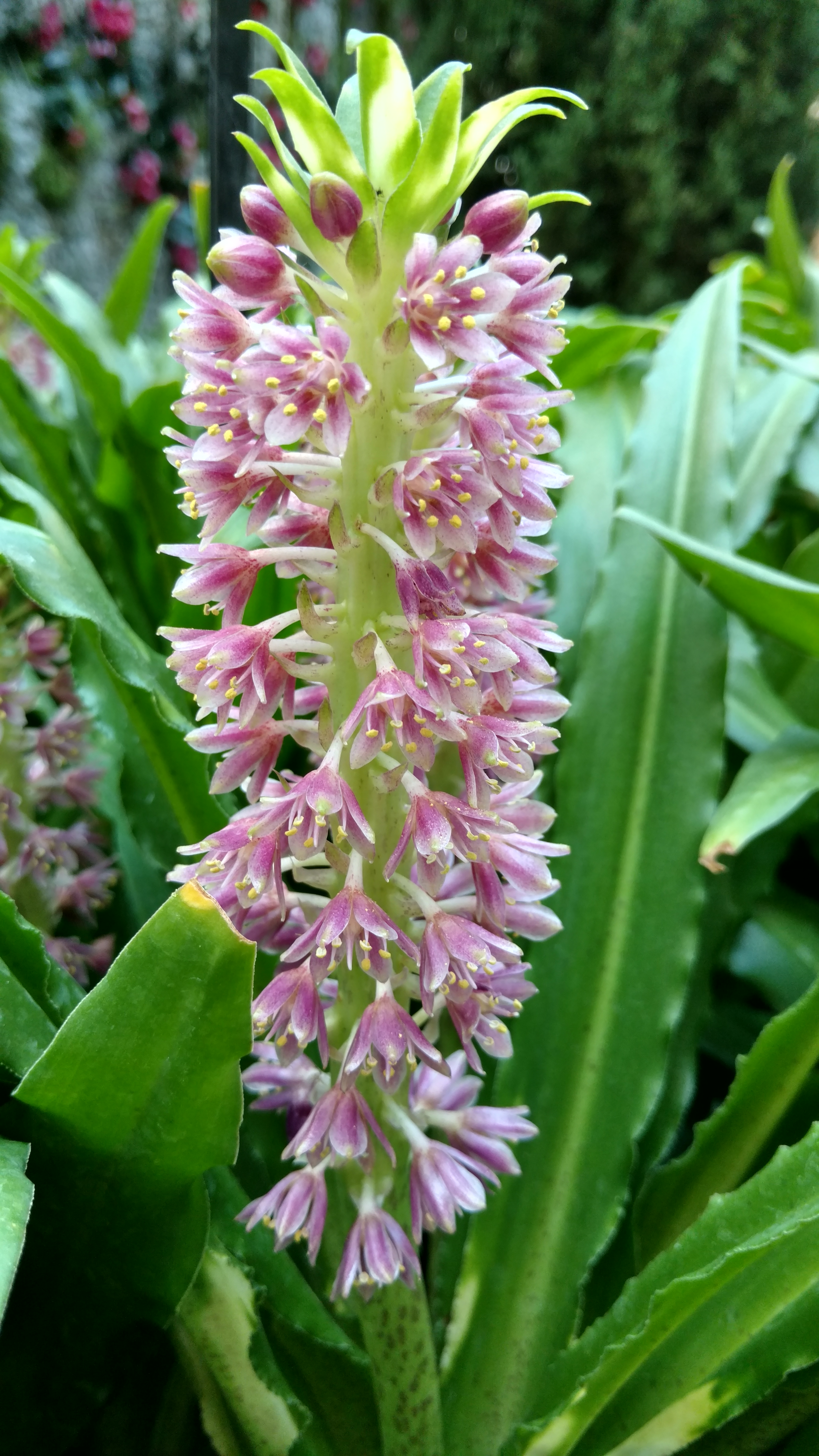Eucomis comosa plantplacesimage20170617_180123.jpg