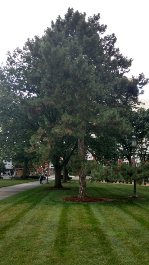 Pinus nigra plantplacesimage20170710_182047.jpg