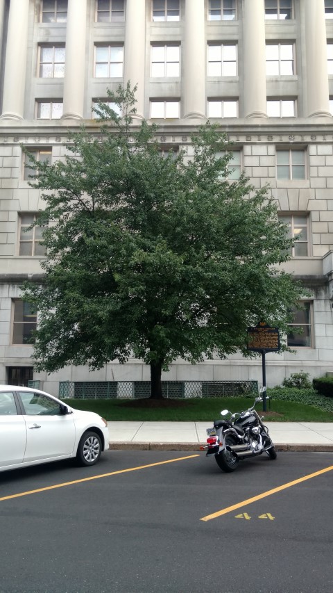 Acer rubrum plantplacesimage20170710_184518.jpg