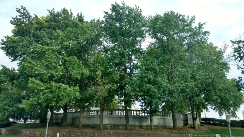 Liquidambar styraciflua plantplacesimage20170710_184742.jpg