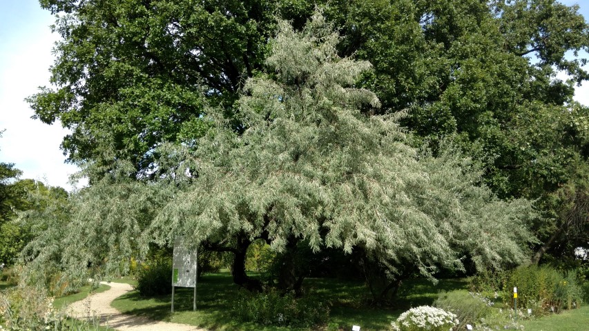 Elaeagnus angustifolia plantplacesimage20170812_152422.jpg